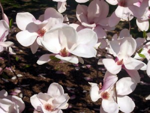 Magnolias at Conservatory Garden Magnolias at Conservatory Garden