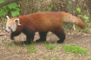 red panda Red Panda