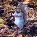 Squirrel With Attitude