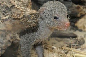 mongeese Mongoose Pup