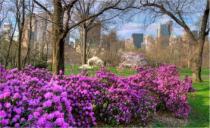Central Park - Spring