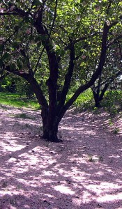 cherry tree