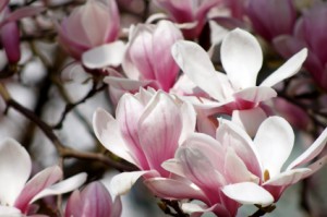magnolia