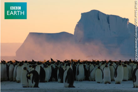 central park zoo penguins. Penguins at the Central Park