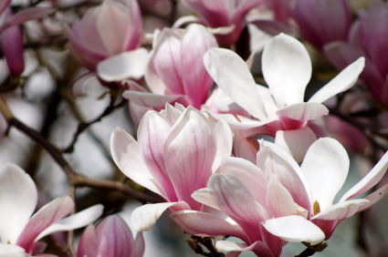 Hidden Gardens – The Top Ten Spring Flower Spots in Central Park