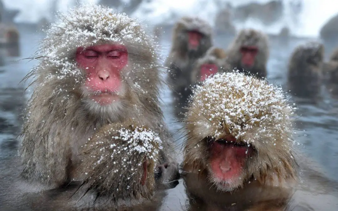 Snow Monkey Hot Tub - Central Park Zoo - Central Park