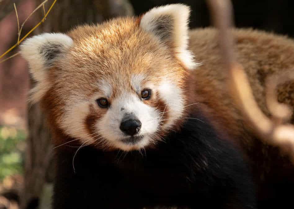 Red Panda - Central Park Zoo