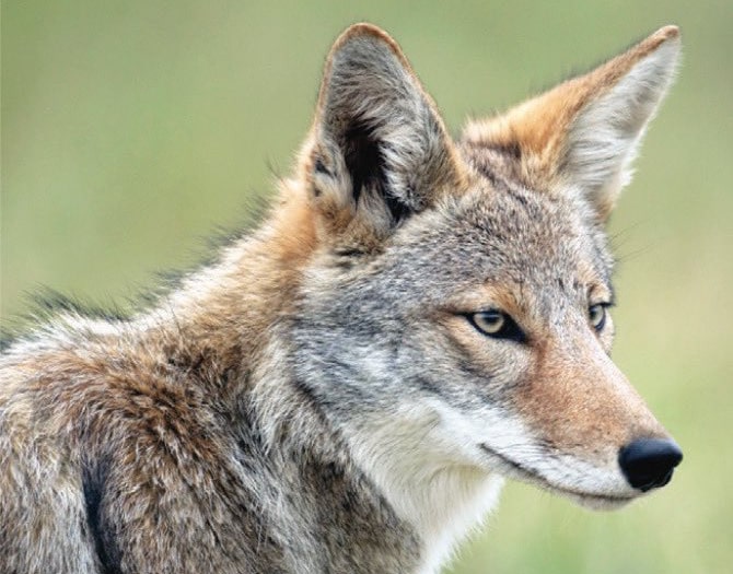 Coyotes in Central Park