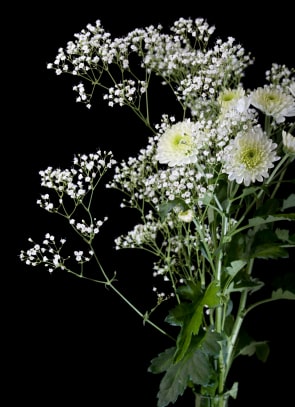 Crysanthemums and Baby's breath