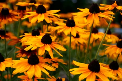 Coneflowers