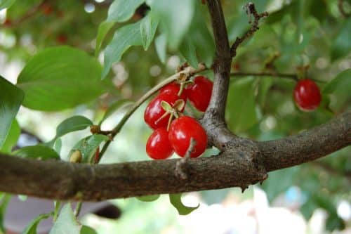 cornellian cherry