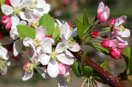 Crabapples