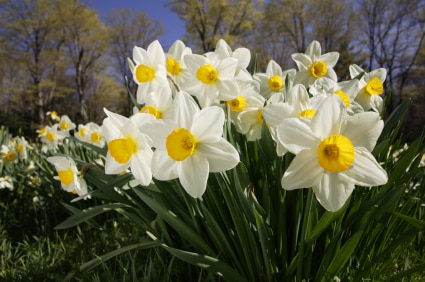 daffodils