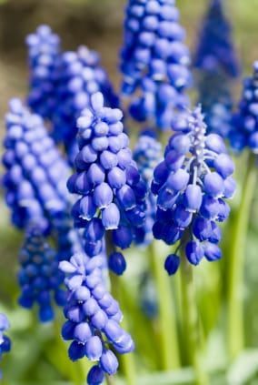 Grape Hyacinth