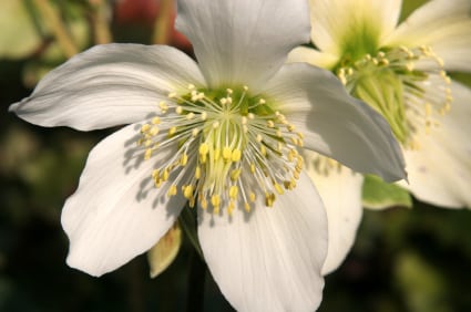 Hellebores