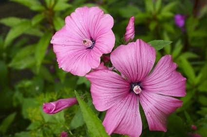 Hollyhocks