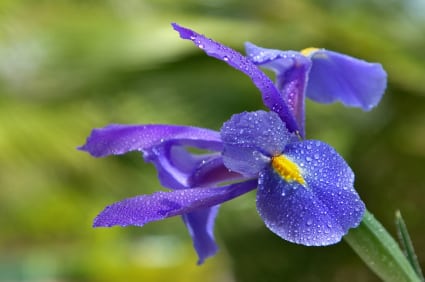 french national flower