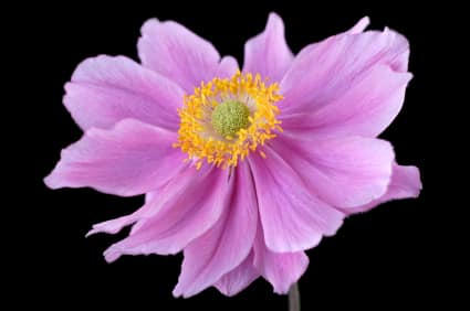 Japanese Anemone (Anemone) 