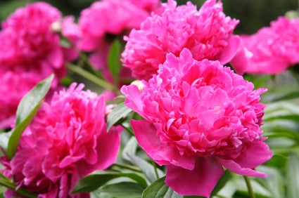 Peony