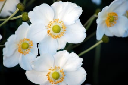 Japanese Anemone - Central Park