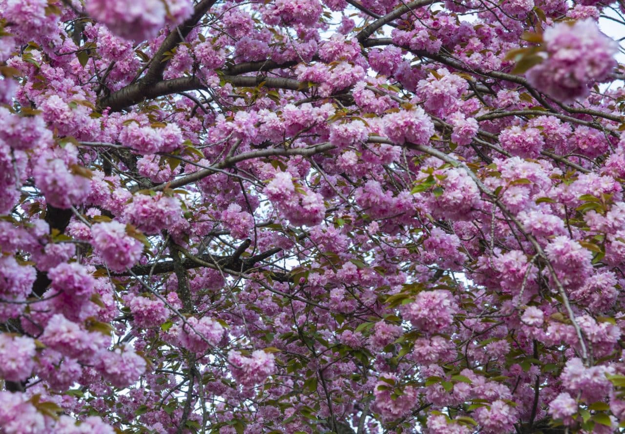 Top Ten Flower Spots in Central Park - Central Park