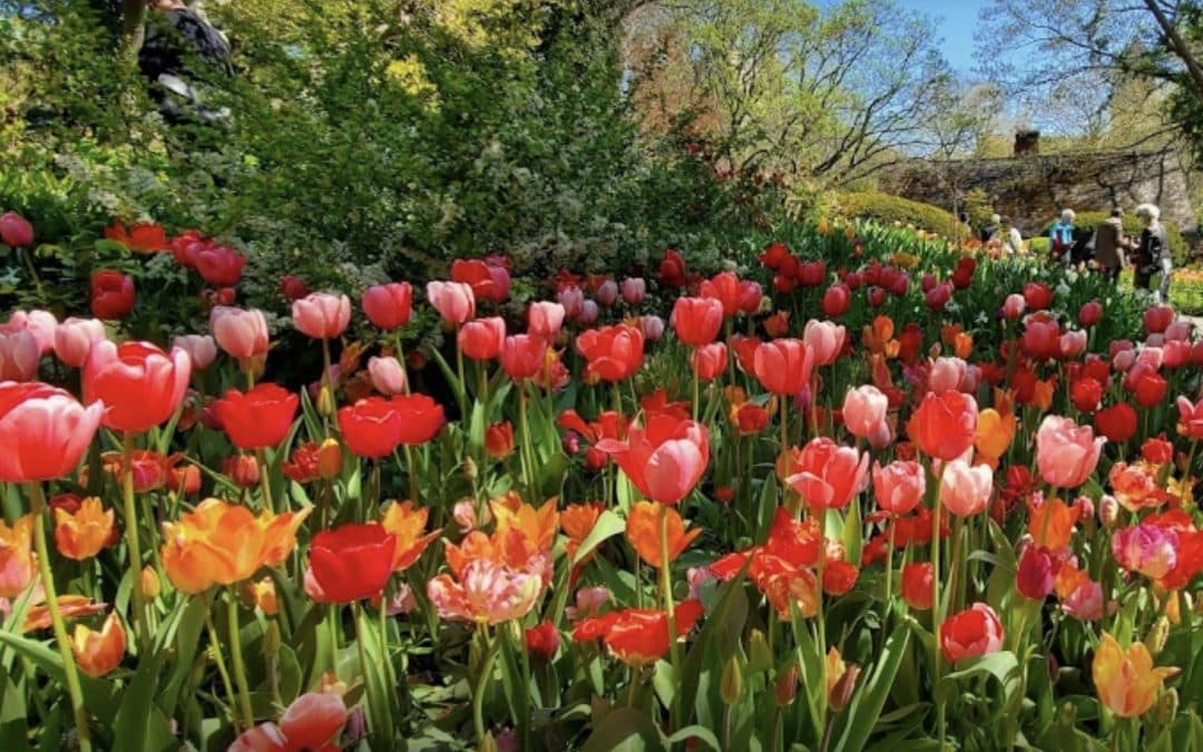 Ten Best Central Park Spring Flower Spots