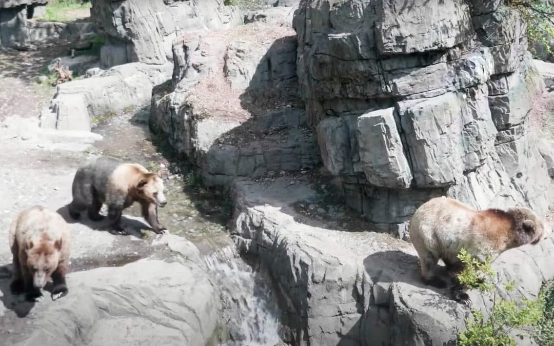 Three New Bears at Central Park Zoo