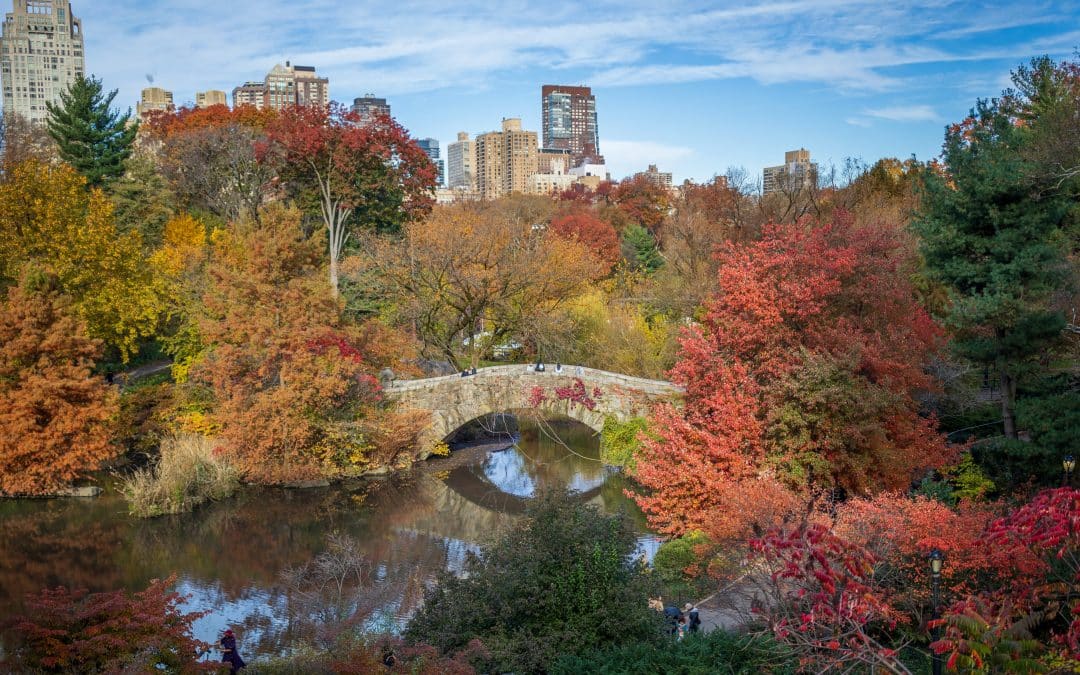 Fall Foliage Guide to Central Park